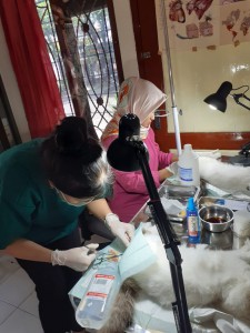 operasi klinik hewan omah vet 3